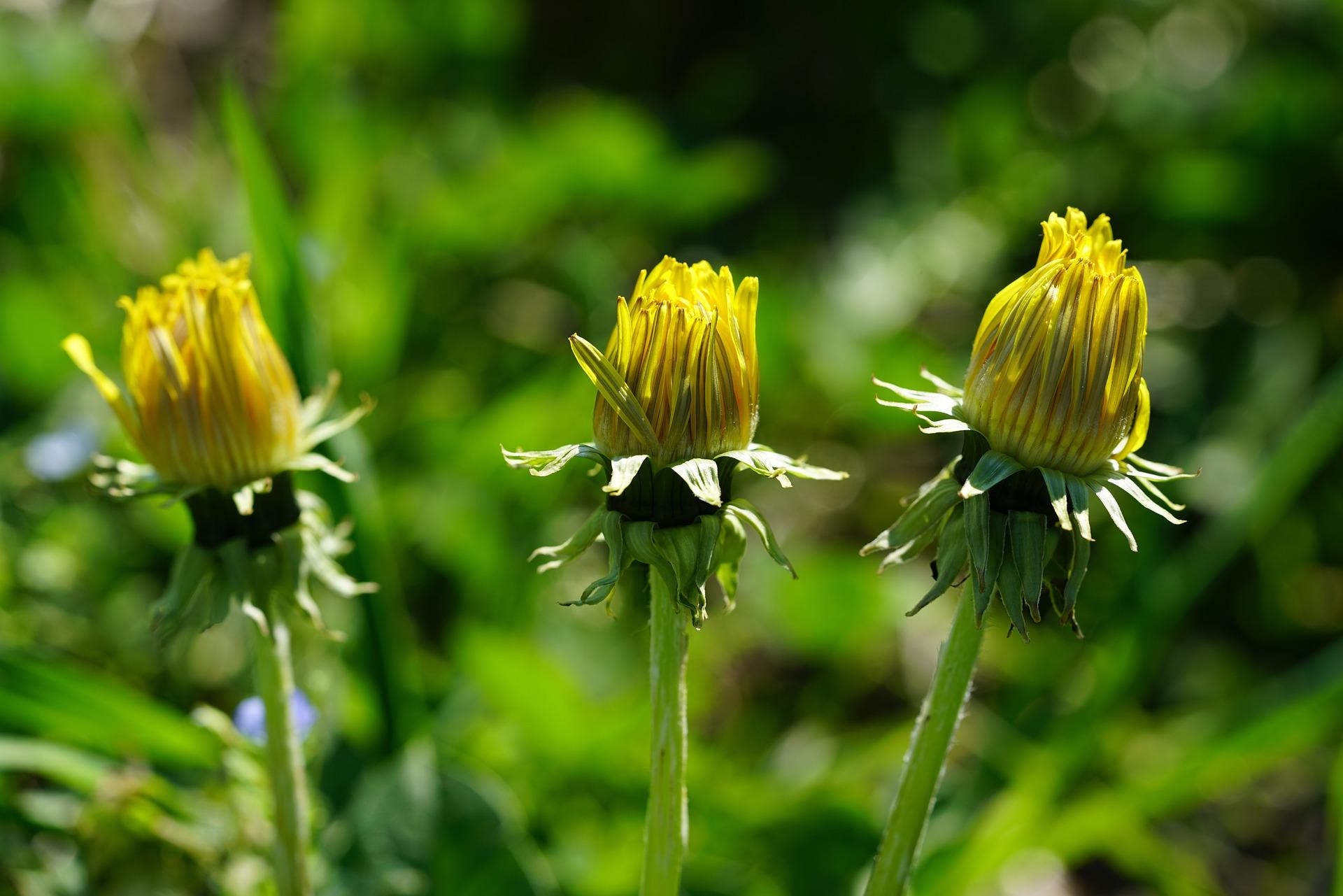 dandelion-ge1d307191_1920